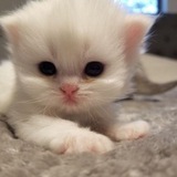 Telegram profile photo for ♡отзывы геншинскул