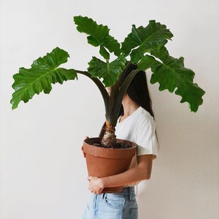 Telegram profile photo for Terracotta & my plants🪴