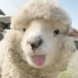 Telegram profile photo for 𝐆ᥣⱺ𝗌𝗌𝗒 𝐂α𝗋𝗍: GIVEAWAY