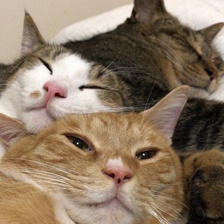 Telegram profile photo for 猫儿匹配