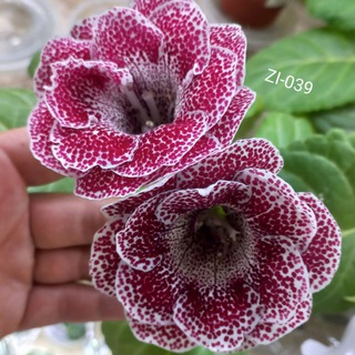 Telegram profile photo for 🌺Фиалки🌺Глоксинии🌺Хойи🌱Z.I