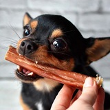 Telegram profile photo for Кусь 🐕 🐶🐈о животных в приюте.