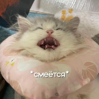 Telegram profile photo for мемно и пушисто