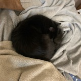Telegram profile photo for (Almost) every day Shmiki