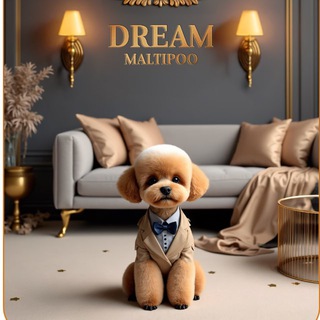 Telegram profile photo for Dream maltipoo