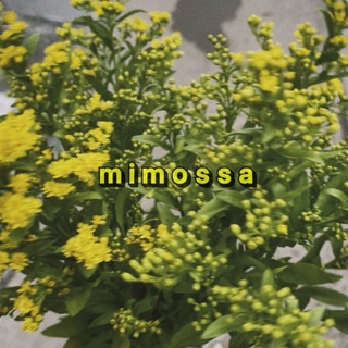 Telegram profile photo for MIMOSSA + FRIENDS