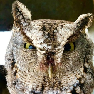 Telegram profile photo for Рамсы с Кукушкой