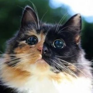 Telegram profile photo for Про животных и не только!!!