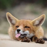 Telegram profile photo for Foxy List