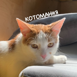 Telegram profile photo for Котокафе Котомания