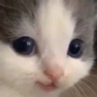 Telegram profile photo for смешные тиктоки на каждый день