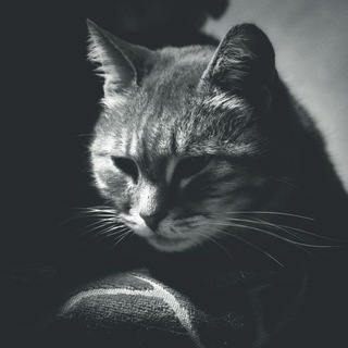 Telegram profile photo for Mr. Goar