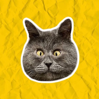 Telegram profile photo for fedja_kot