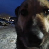 Telegram profile photo for санчо давай