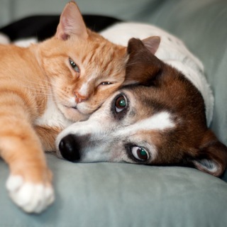 Telegram profile photo for Собаки | Кошки