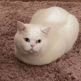 Telegram profile photo for gabbo's market place