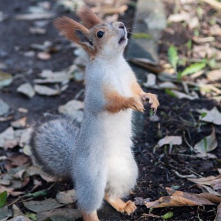 Telegram profile photo for Культурная белочка