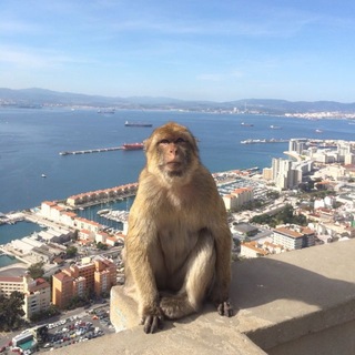 Telegram profile photo for AYRO shitpost