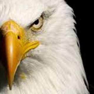 Telegram profile photo for قناة الصقر 🇺🇲🦅