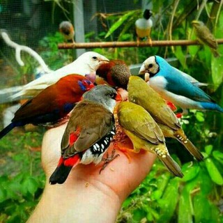 Telegram profile photo for گوناگون