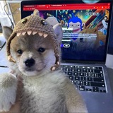 Telegram profile photo for SharkDog | Portal