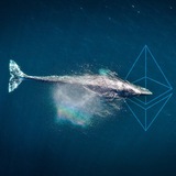Telegram profile photo for Whale’s Only Calls 🐋