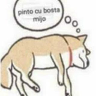Telegram profile photo for Pinto cu bosta mijo