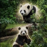 Telegram profile photo for PingPingand FuShuang
