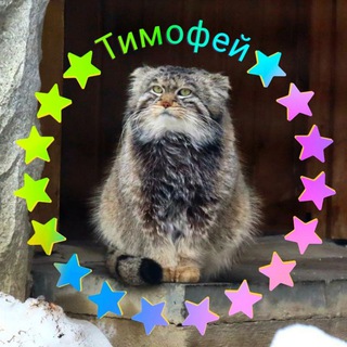 Telegram profile photo for Манул Тимофей и все-все-все