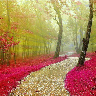 Telegram profile photo for 🌹 راه سعادت 🌹