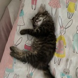 Telegram profile photo for Has review
