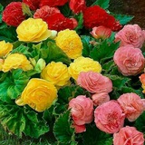 Telegram profile photo for خیریه قلب کوچک ایمان