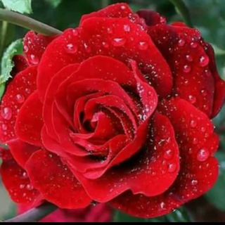 Telegram profile photo for همسات الورد