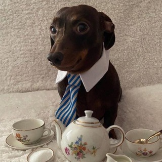 Telegram profile photo for инфо алабай (^。^)