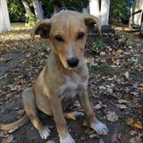 Telegram profile photo for Sunrise.animals