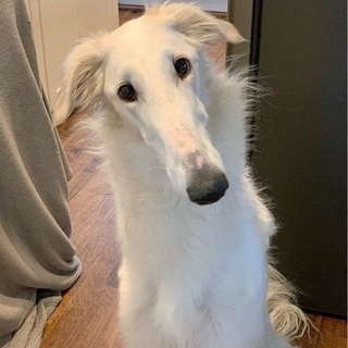 Telegram profile photo for 44