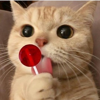 Telegram profile photo for Catseuphoria