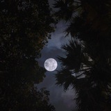 Telegram profile photo for الأوابين