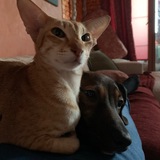 Telegram profile photo for очередной канал