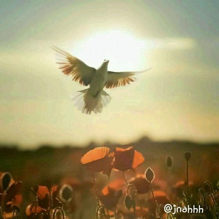 Telegram profile photo for هِيَ جَنةٌ.🍃🕊