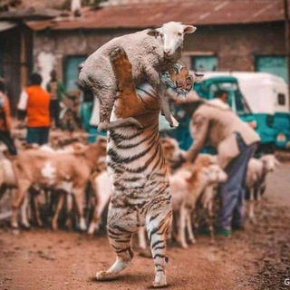 Telegram profile photo for ፈገግታና😂ጨዋታ