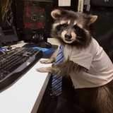 Telegram profile photo for WiseRaccoon's IT Teach Lair