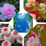 Telegram profile photo for فردای روشن