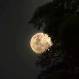 Telegram profile photo for تنهای شب
