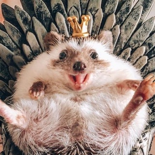 Telegram profile photo for Чат биологов УМСКУЛ