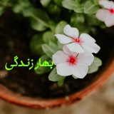 Telegram profile photo for 🍃بهـــــار زنــــــــدگی 🍃