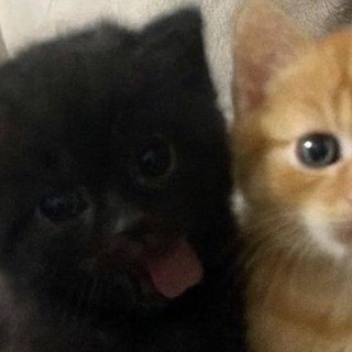 Telegram profile photo for дашкашка