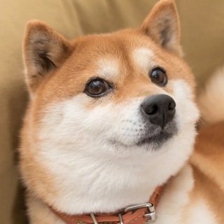 Telegram profile photo for Shiba Early Portal