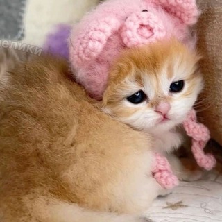 Telegram profile photo for Котята и их поклонники