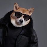 Telegram profile photo for Brave chads calls